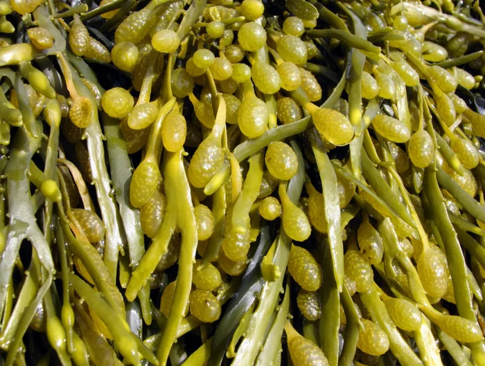 Algues brunes (Ascophyllum nosodum)